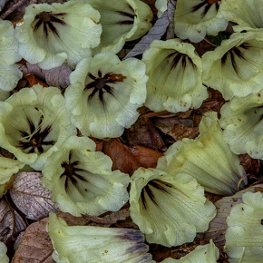 Traditional Medicine in Bhutan