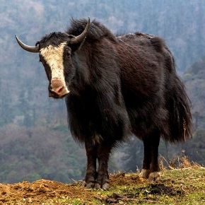 Yak