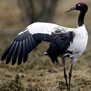 Bird found in Bhutan