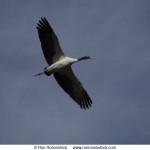 Bhutan festival tour,photography trip to Bhutan ,birding trip to Bhutan,black necked crane