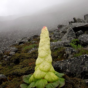 Flowers in Bhutan