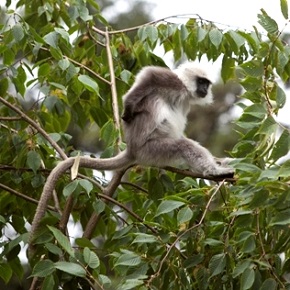 Monkey found in Bhutan