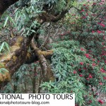 Bhutan Botanical trip,travel to Bhutan