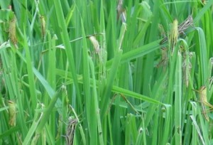 Grass hopper in eastern bhutan