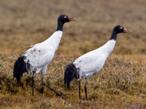 Bhutan special birding tour