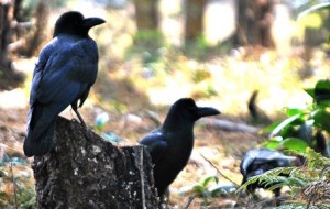 Bhutan birding tour,bird watching trip to Bhutan