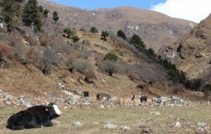 touring and traveling with the yaks within Bhutan,bhutan tours