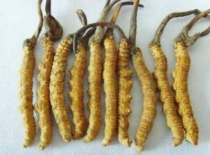 cordyceps in Bhutan