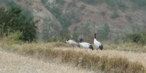 Black-necked cranes in eastern Bhutan.